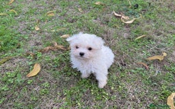 Bichón Maltés perros en venta: Bichon Maltés entrega en diciembre!! - Anuncio 2