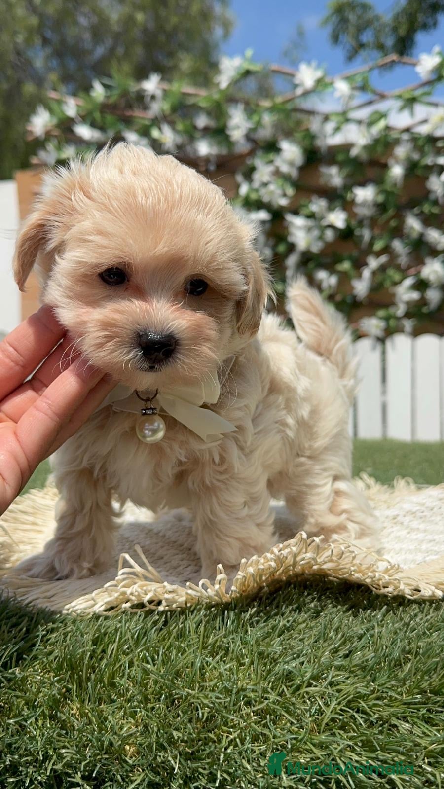 Maltipoo perros MALTIPOO 💙 - Anuncio 1