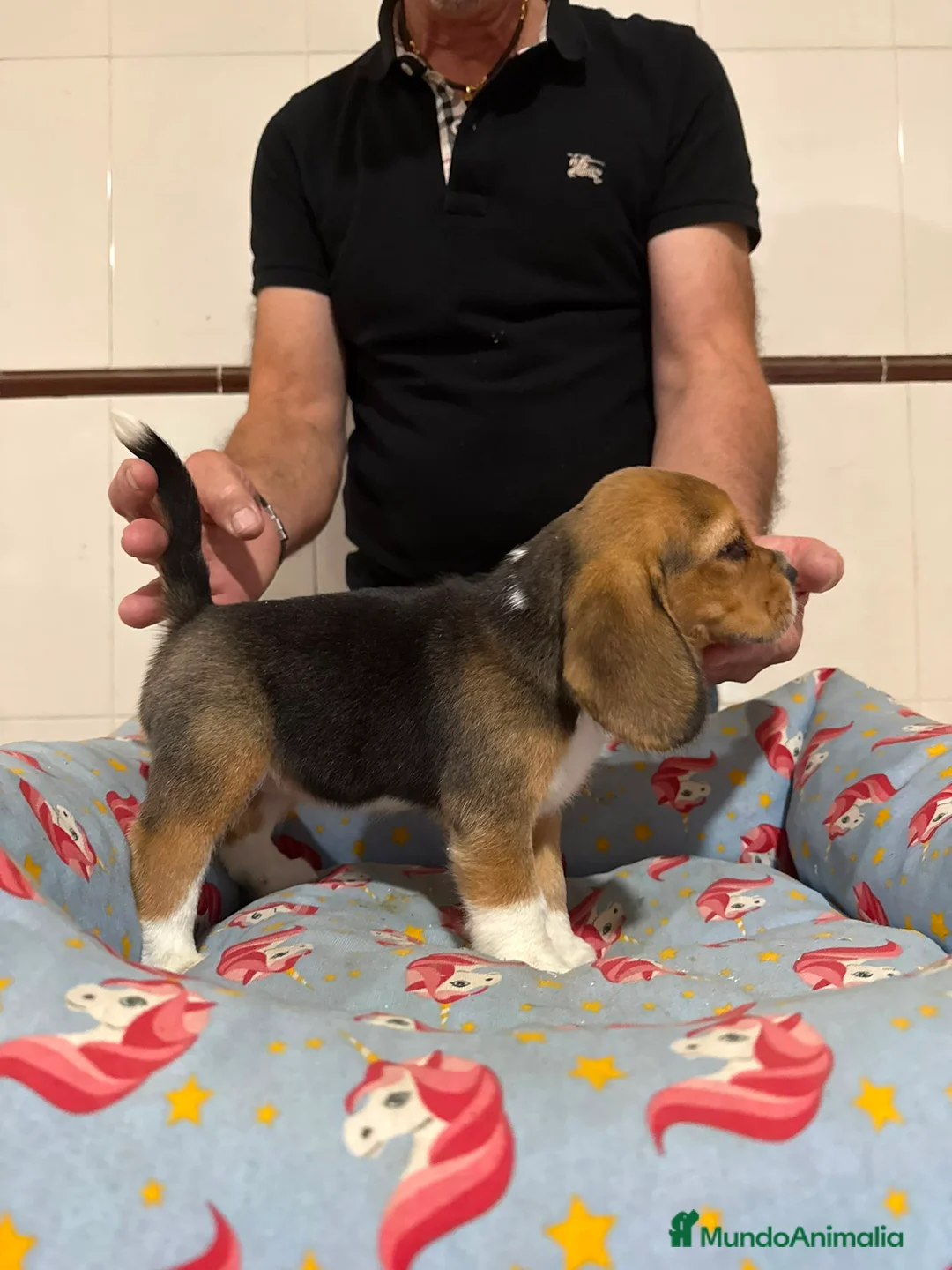 Beagle perros en venta: Cachorros beagle tricolor - Anuncio 12