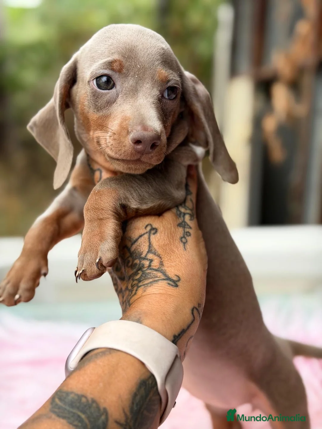 Teckel Miniatura perros en venta: Teckel hembras disponibles🐾🩷 - Anuncio 6