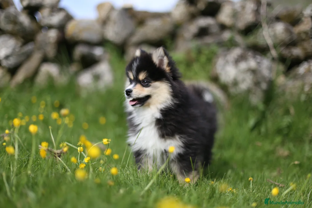 Pomsky perros en venta: Pomsky toy F3 - Anuncio 14