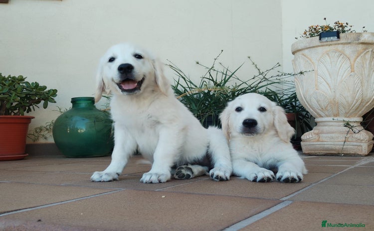 Golden Retriever perros - Anuncio 9