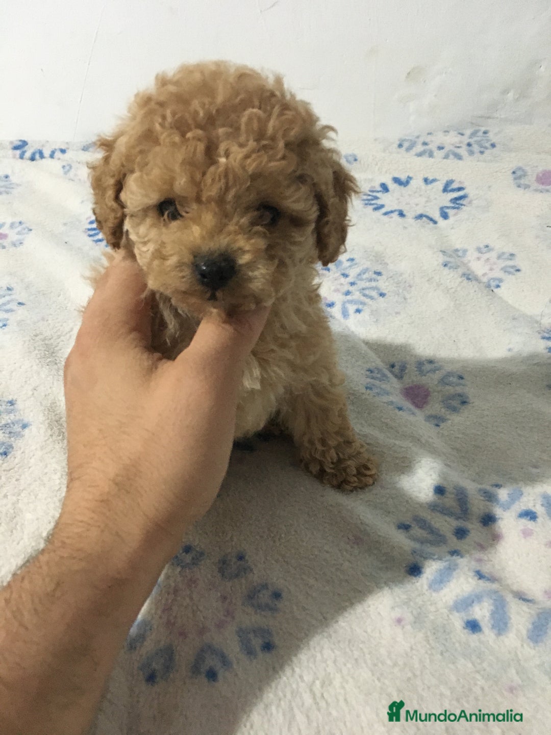 Maltipoo perros en venta: MALTIPOO GRAN CALIDAD - Anuncio 3