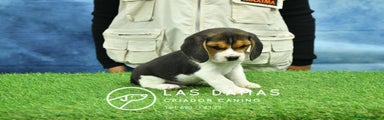 Beagle Macho 2