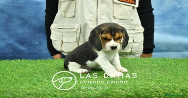 Beagle perros Beagle tricolor, criados con amor - Anuncio 6