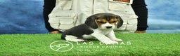 Beagle perros en venta: Beagle tricolor, criados con amor - Anuncio 2