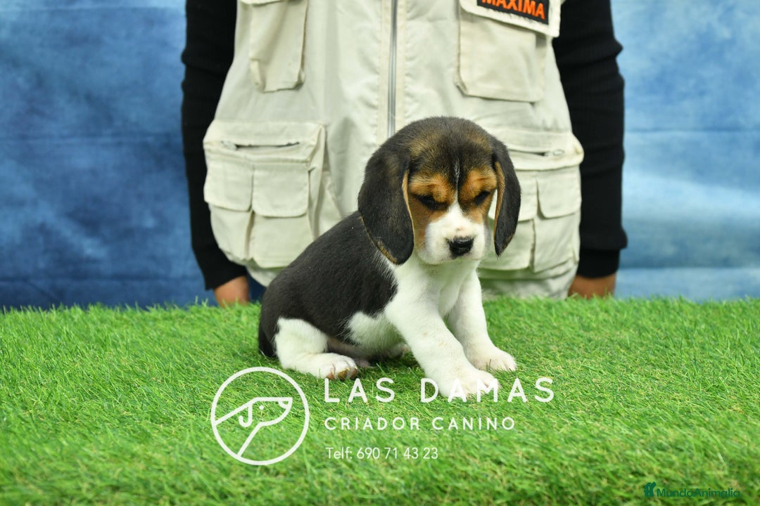 Beagle perros en venta: Beagle tricolor, criados con amor - Anuncio 2