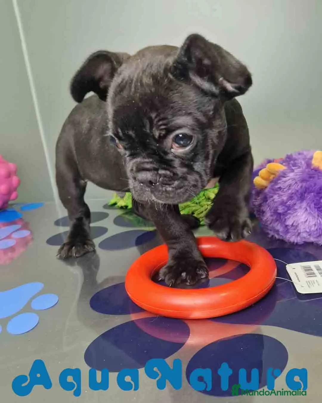 Bulldog Francés perros en venta: Bulldog Frances Macho 2434 AQUANATURA - Anuncio 9