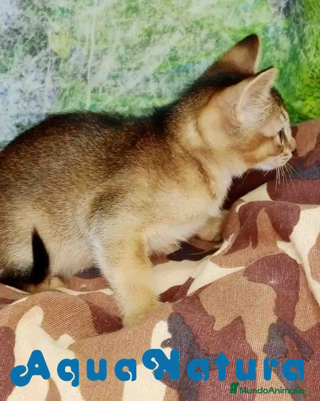 Abisinio gatos en venta: Abisinio Macho de Santa 4179 - AQUANATURA en Barcelona - Anuncio 2