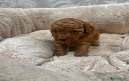 Caniche Toy perros en venta: Caniche toy rojo - Imagen 2