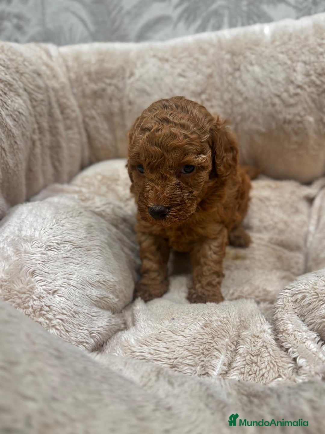 Caniche Toy perros en venta: Caniche toy rojo - Imagen 2