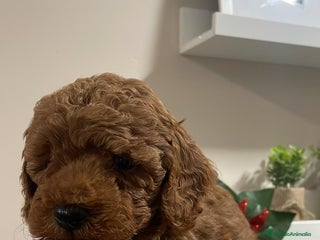 Caniche Toy perros - Anuncio 10