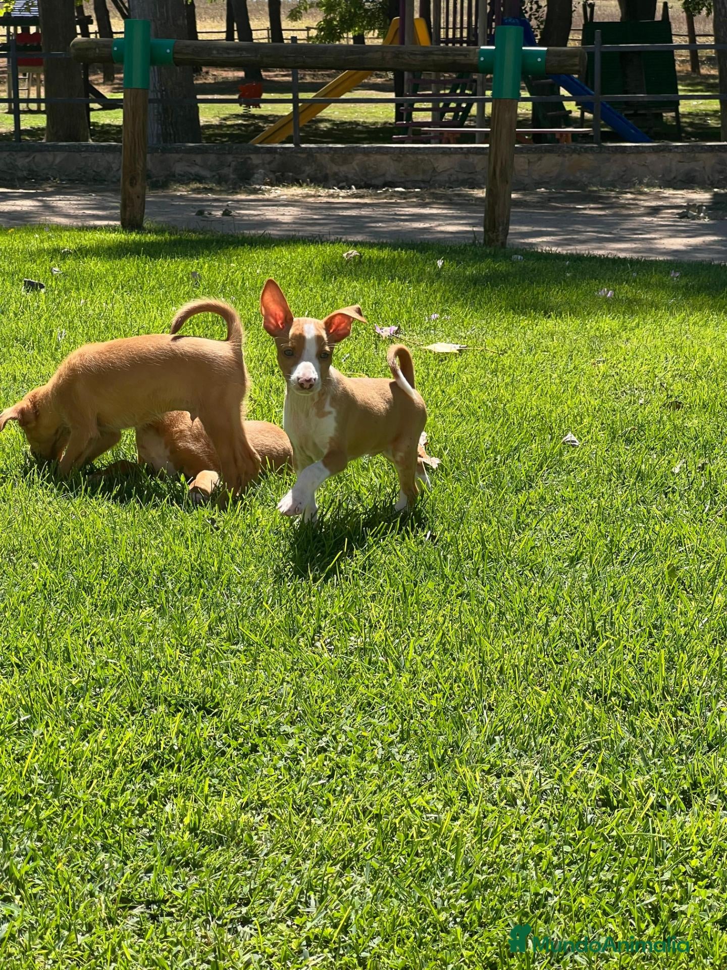 Podenco Andaluz perros Podencos andaluces  - Anuncio 1