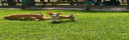 Podenco Andaluz perros en venta: Podencos andaluces  - Anuncio 1