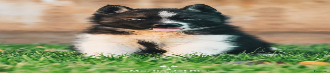 Cachorro 1