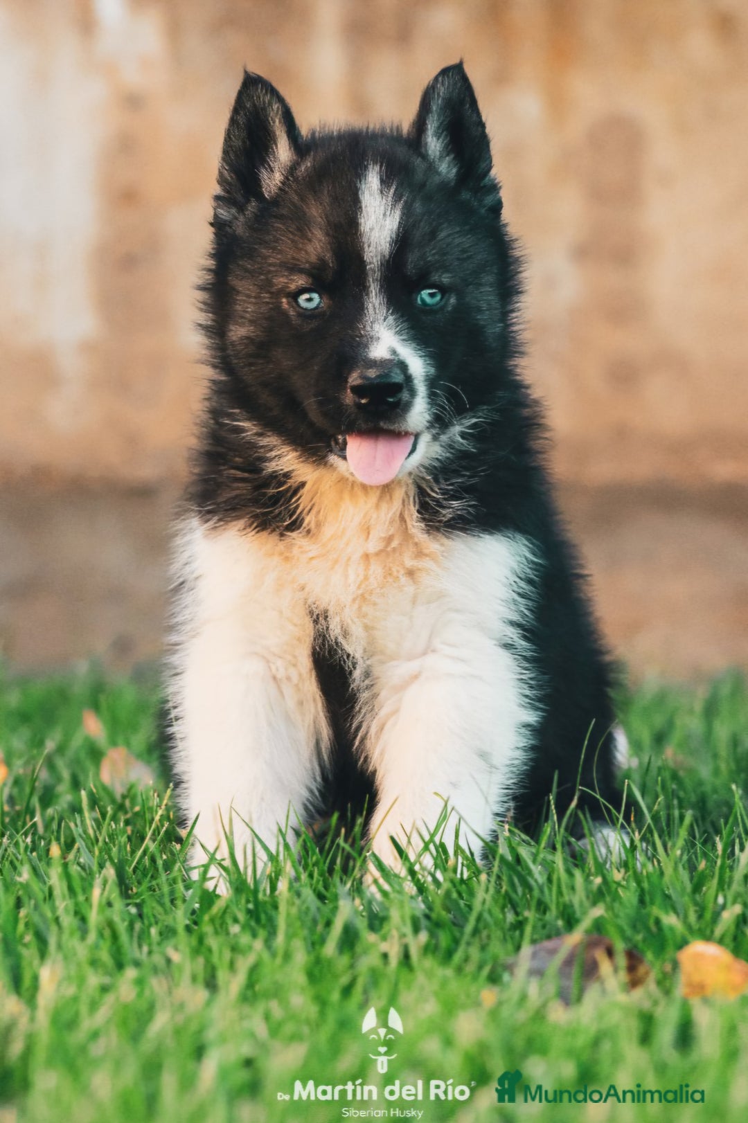 Husky Siberiano perros en venta: Husky Siberiano cachorros  - Imagen 3