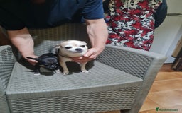 Chihuahua perros en venta: Chihuahua  toy - Imagen 16