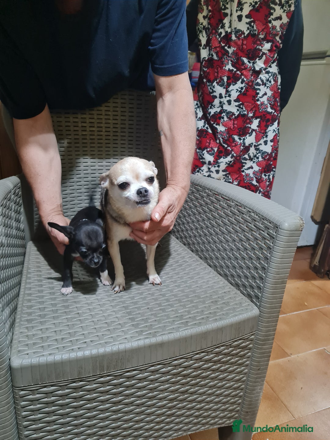 Chihuahua perros en venta: Chihuahua  toy - Imagen 16