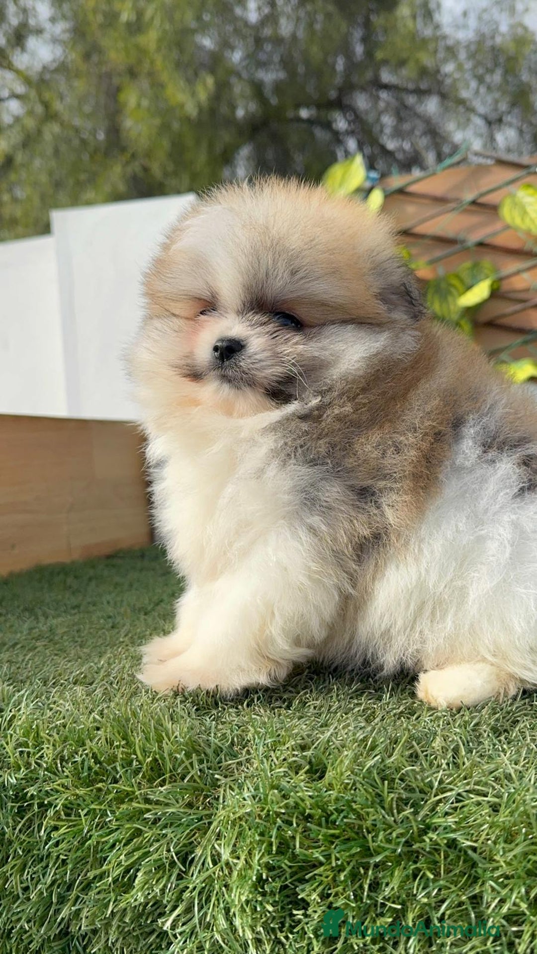 Pomerania perros en venta: POMERANIA HEMBRA - Anuncio 14