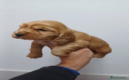 Cocker Spaniel Inglés perros en venta: Cocker Spaniel Inglés  - Imagen 2