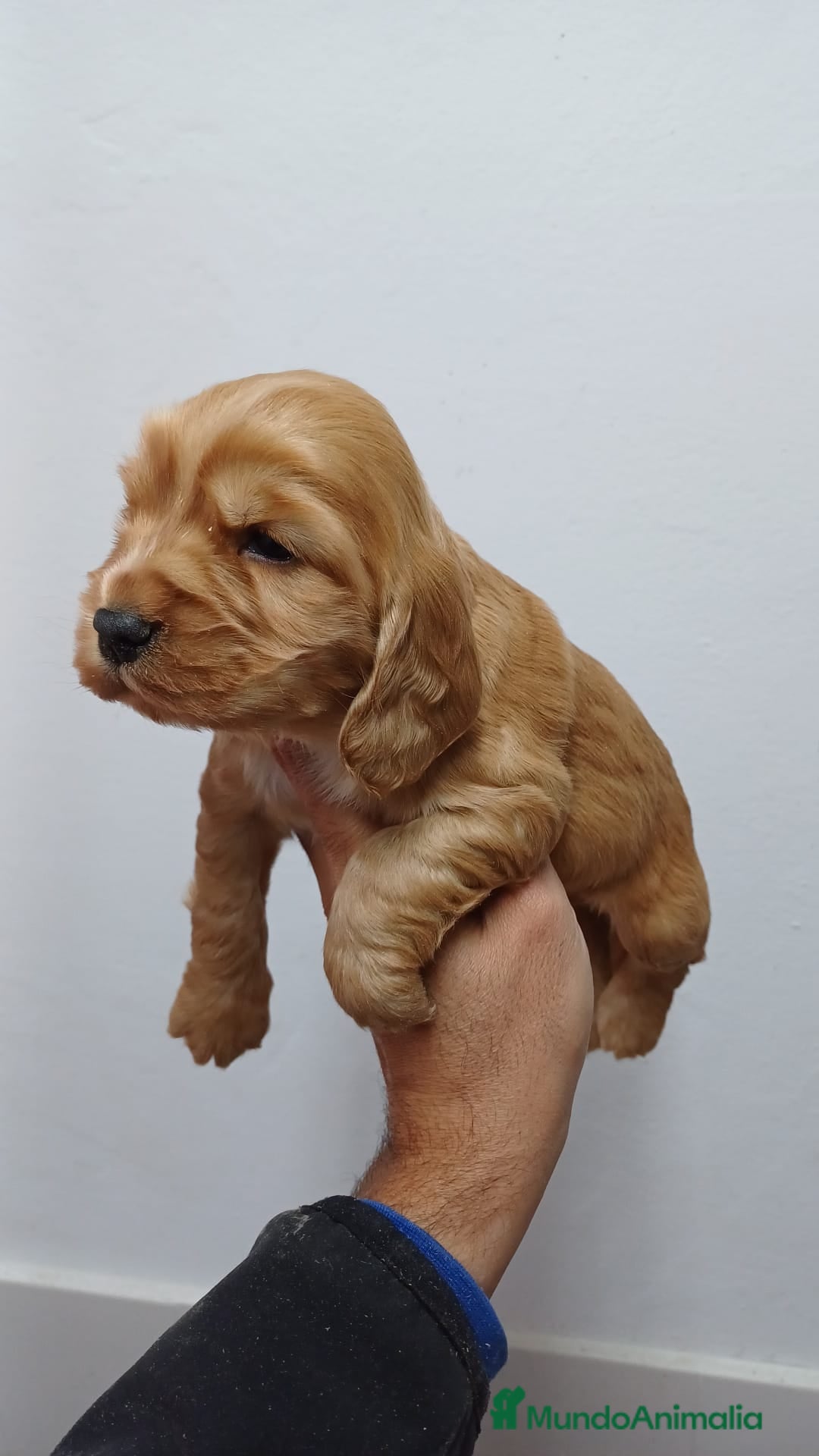 Cocker Spaniel Inglés perros en venta: Cocker Spaniel Inglés  - Imagen 2