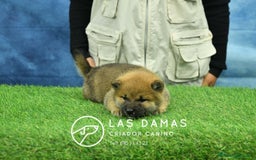 Shiba Inu perros en venta: SHIBA INU DISPONIBLES - Anuncio 4