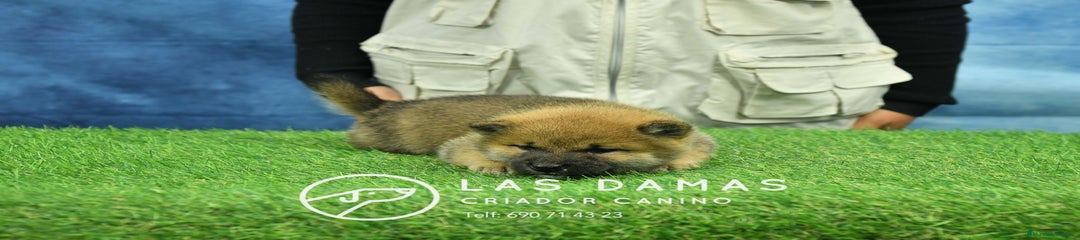 Shiba Inu Cachorro 2