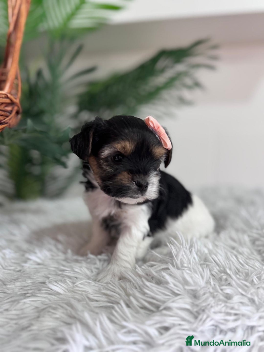 Yorkshire Terrier perros en venta: YORKSHIRE BIEWER HEMBRA - Anuncio 16