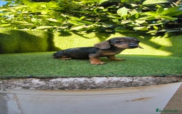 Teckel Miniatura perros en venta: teckel miniatura arlequin - Imagen 2