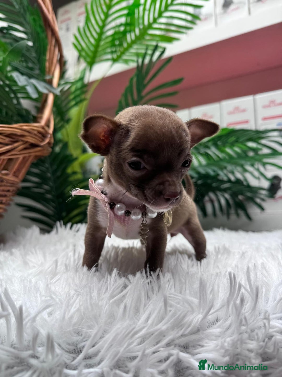 Chihuahua perros en venta: CHIHUAHUA HEMBRA - Anuncio 3