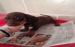 Teckel Miniatura perros en venta: CACHORROS DE TECKEL MINI  - Imagen 8