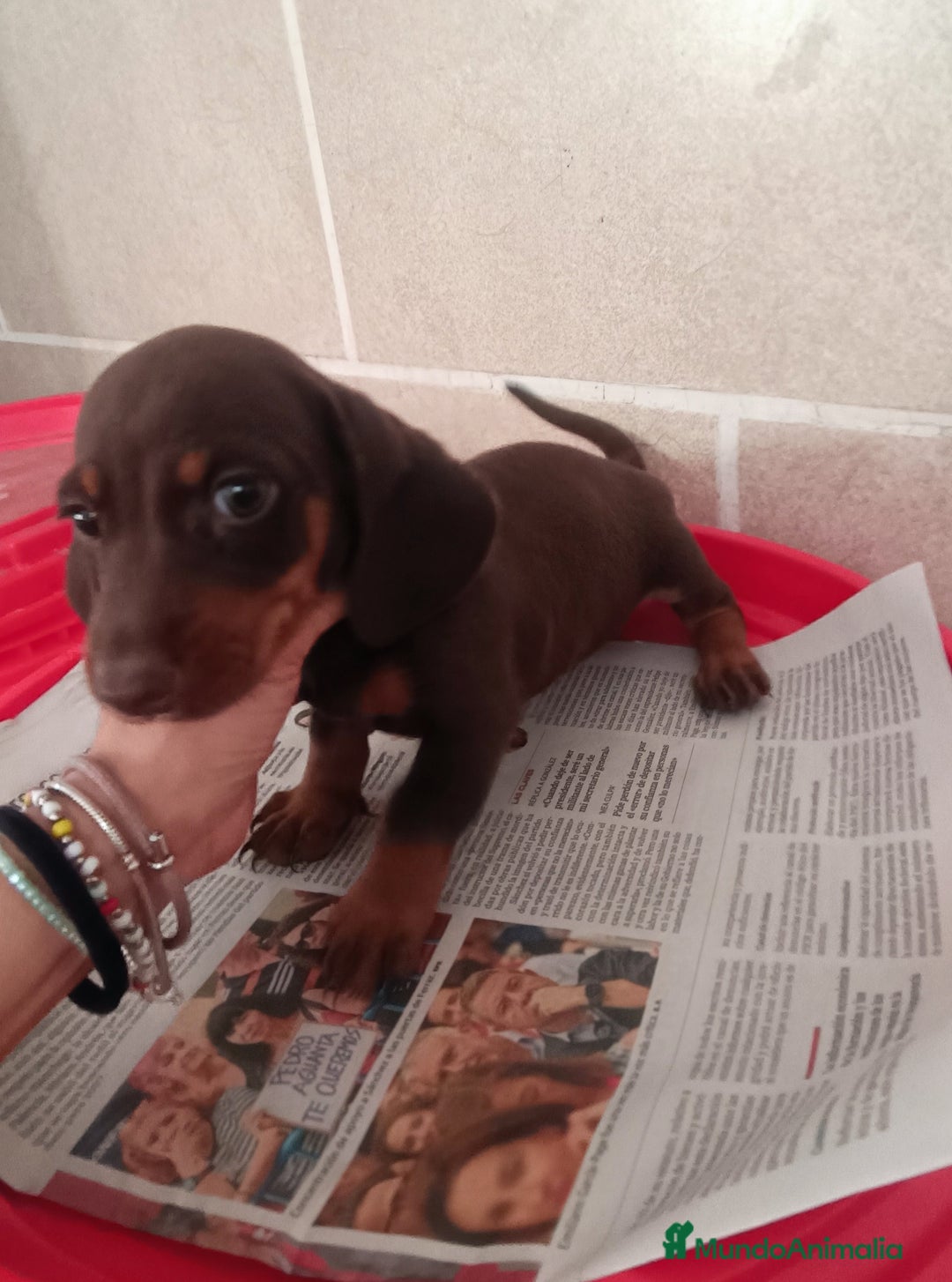 Teckel Miniatura perros en venta: CACHORROS DE TECKEL MINI  - Imagen 8