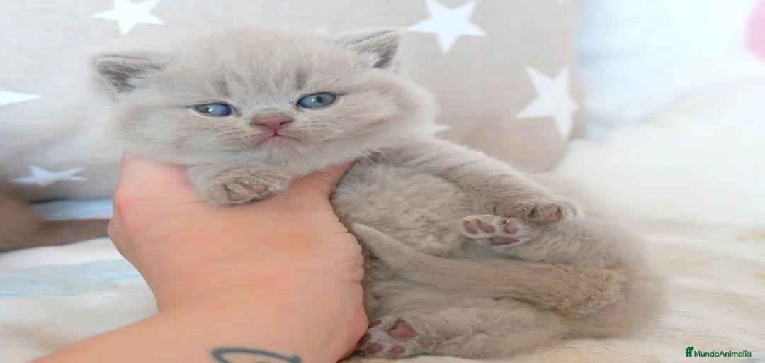 Imagen de galería {{count}}