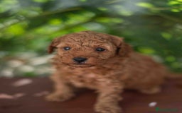 Caniche Toy perros en venta: Caniche toy macho - Imagen 4