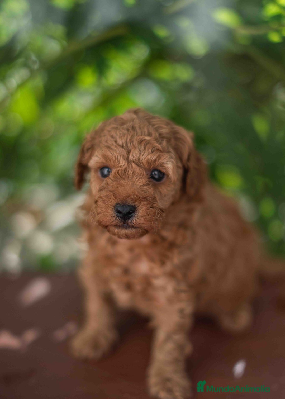Caniche Toy perros en venta: Caniche toy macho - Imagen 4