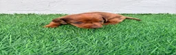 Teckel Miniatura perros en venta: Teckel miniatura merle chocolate  - Anuncio 5