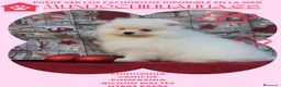 Pomerania perros en venta: IMPRESIONANTES POMERANIA MACHOS Y HEMBRAS - Anuncio 3
