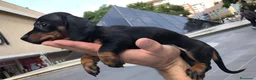 Teckel Miniatura perros en venta: teckel mini cachorros  - Anuncio 4