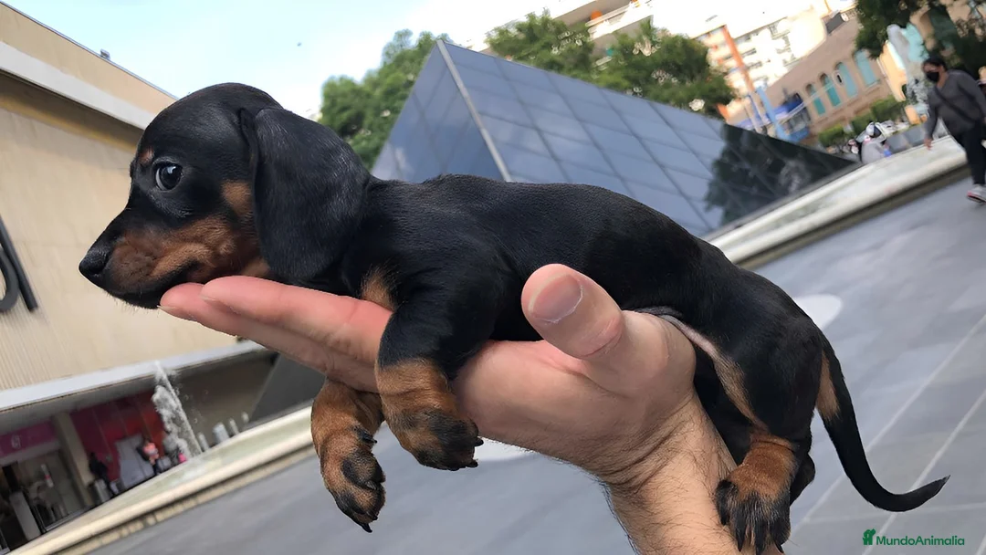 Teckel Miniatura perros en venta: teckel mini cachorros  - Anuncio 4