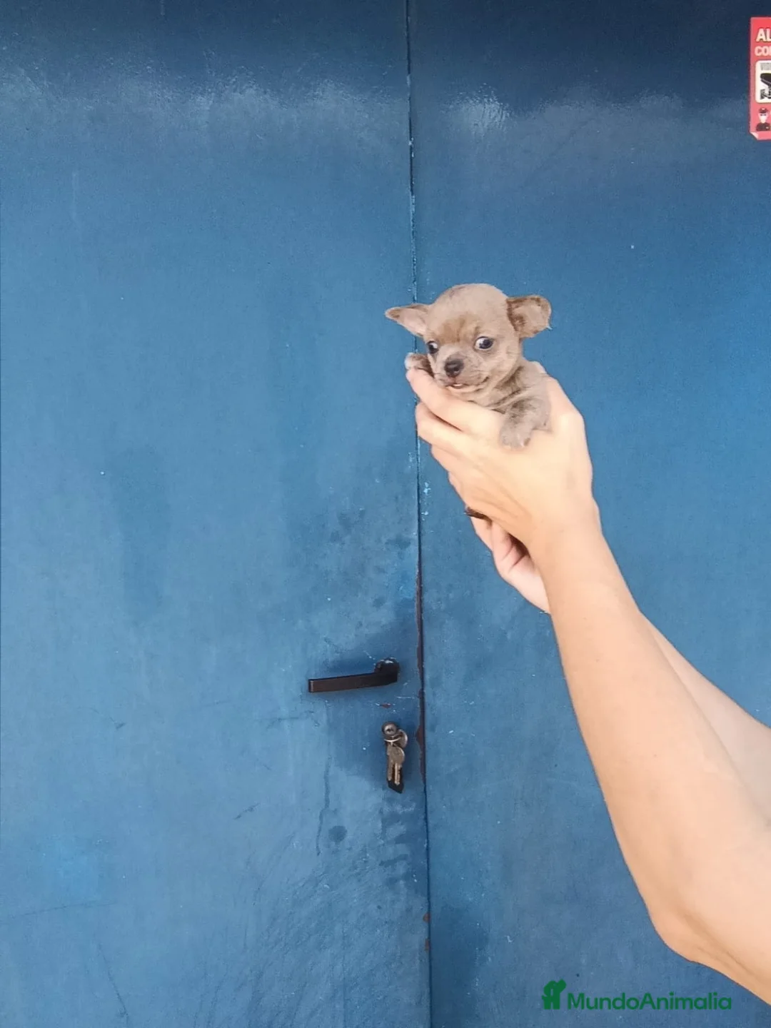 Chihuahua perros en venta: Chihuahua toy  - Anuncio 5