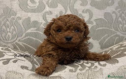 Caniche Toy perros en venta: caniche toy - Imagen 4