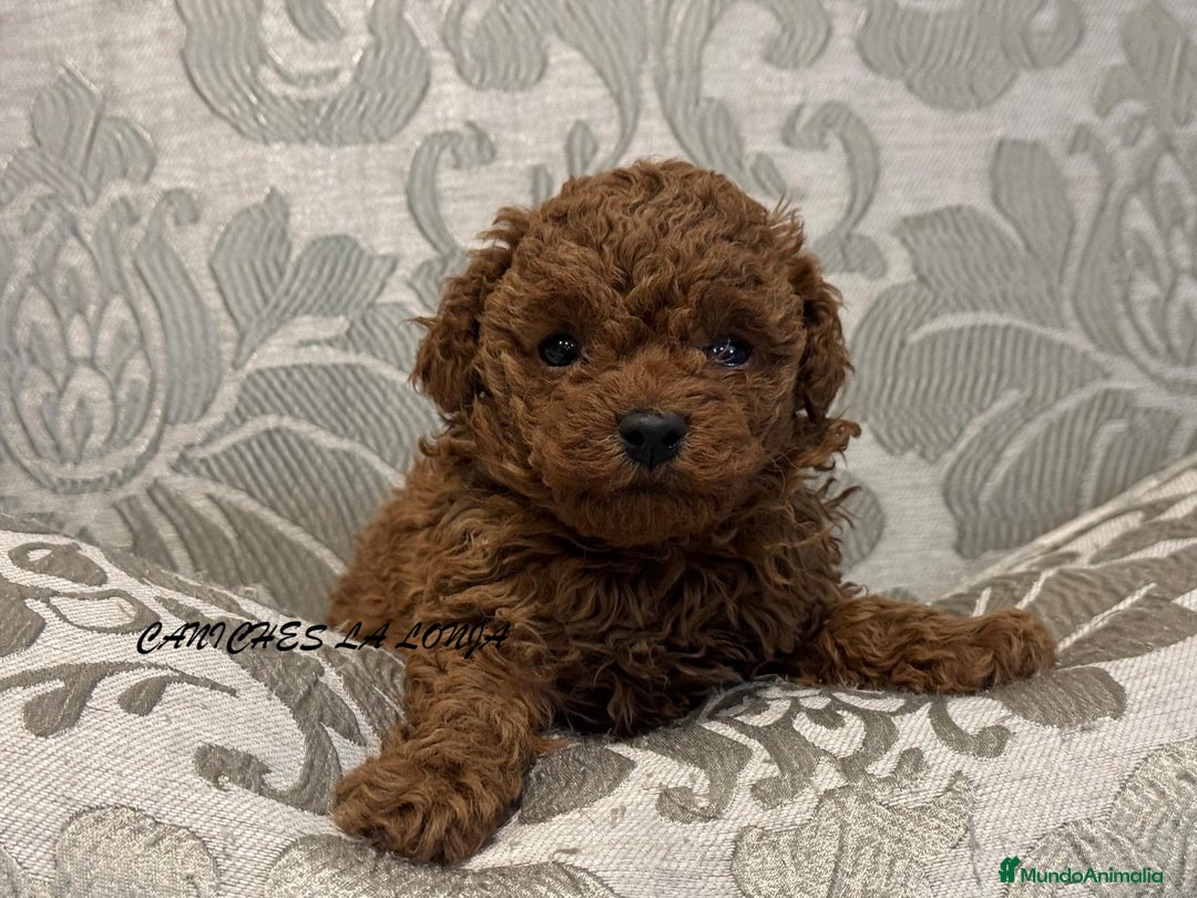 Caniche Toy perros en venta: caniche toy - Imagen 4