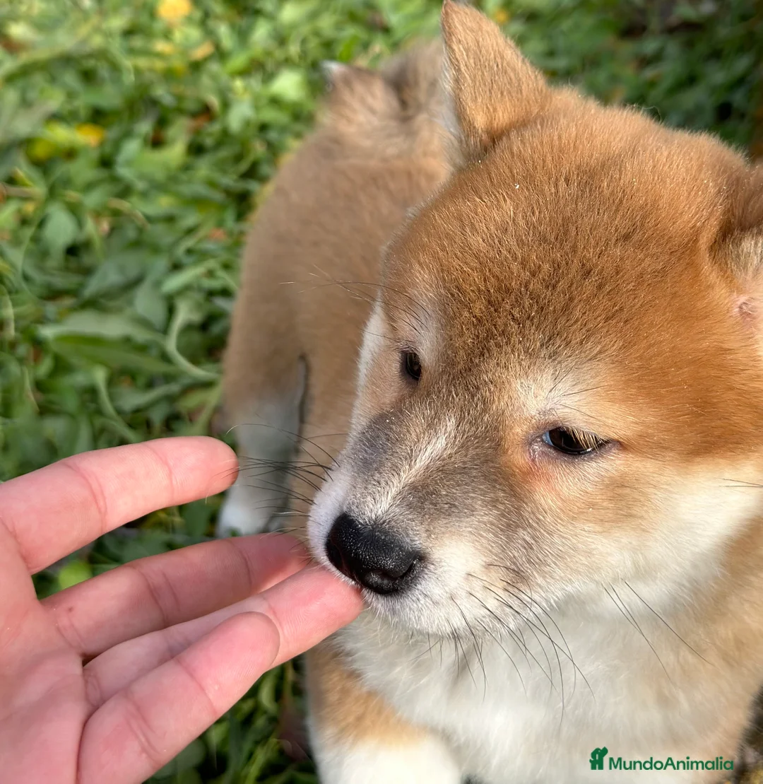 Shiba Inu perros en venta: ÚLTIMA SHIBA INU HEMBRA DISPONIBLE! en Barcelona - Anuncio 6
