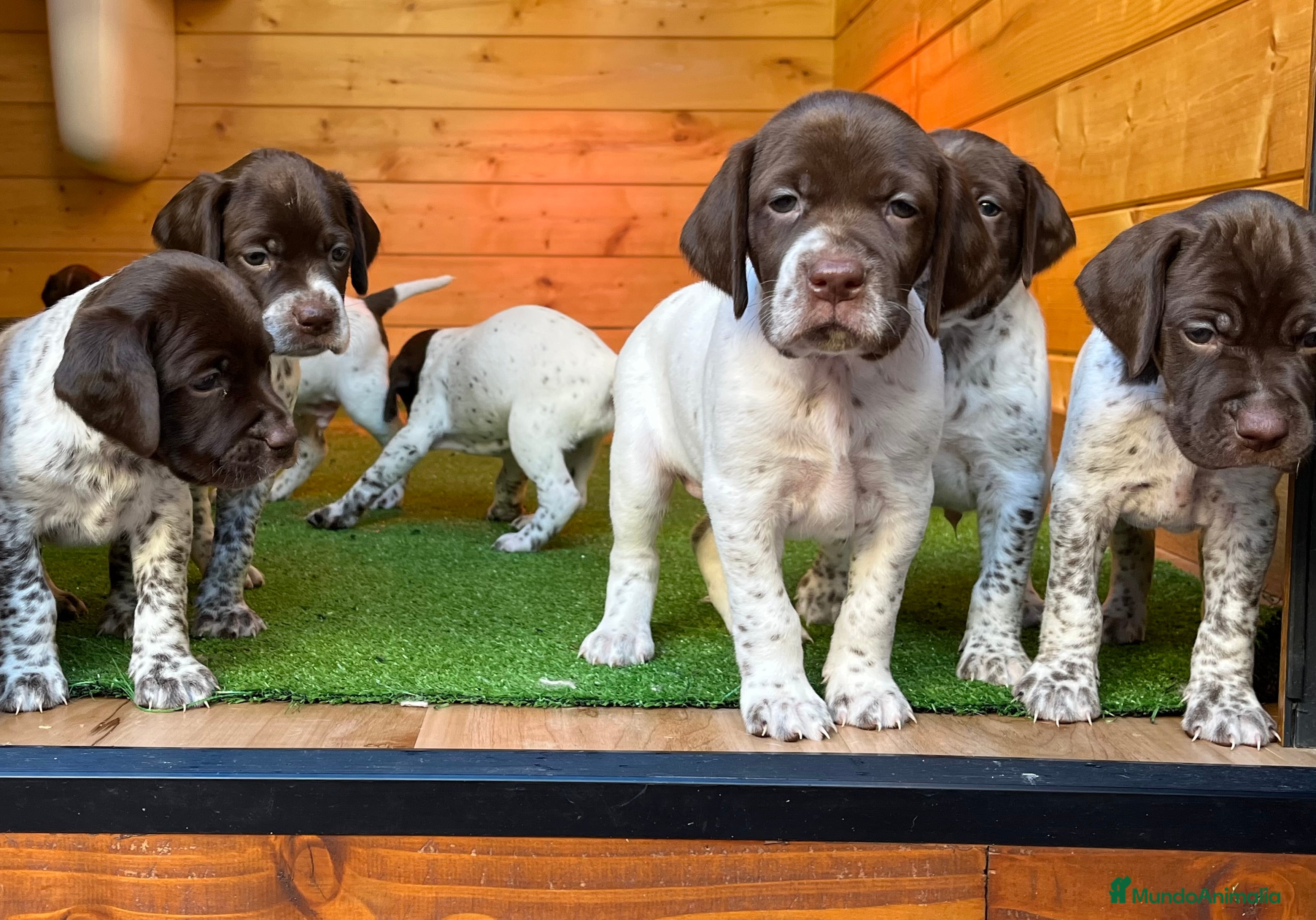 Braco Francés tipo Pirineos Talla Pequeña perros RESERVA DE CAMADA "F" DE BRACO BRANCÉS - Anuncio 2