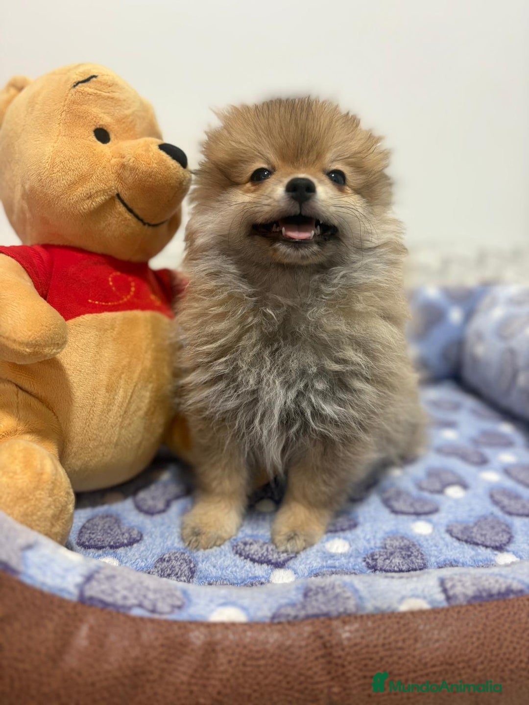 Pomerania perros en venta: Poo pomerania osito - Imagen 10