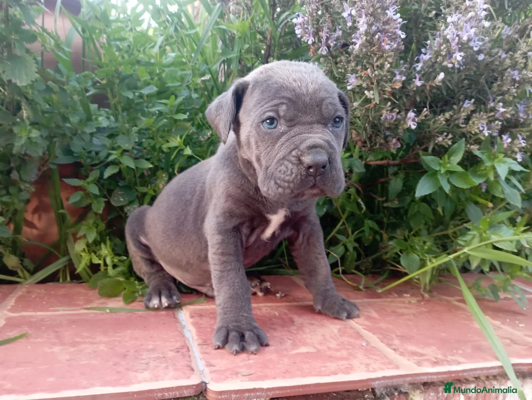 Cane Corso perros en venta: CANE CORSO BLUE GRAN CALIDAD  - Anuncio 2