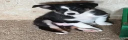 Border Collie perros en venta: Border collie  - Anuncio 5