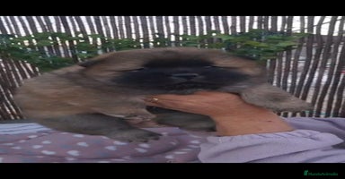 Chow Chow perros Bebes chow chow /lengua azul  - Anuncio 12