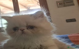 Himalayo gatos en venta: Persa himalayo - Imagen 2