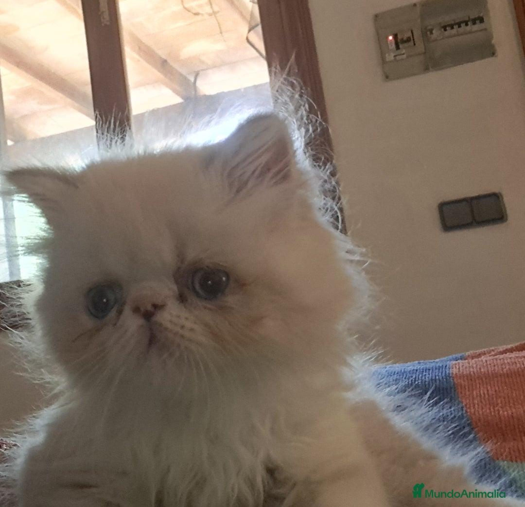 Himalayo gatos en venta: Persa himalayo - Imagen 2